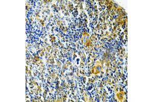 Immunohistochemistry of paraffin-embedded mouse spleen using GLRX Antibody (ABIN1876503) at dilution of 1:200 (40x lens). (Glutaredoxin 1 anticorps)