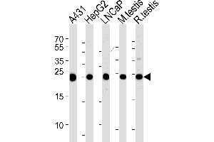 Western blot analysis of lysates from A431, HepG2, LNCaP cell line and mouse testis, rat testis tissue lysates (from left to right), using TPI1 Antibody (C-term) (ABIN389458 and ABIN2839525). (TPI1 anticorps  (C-Term))