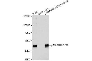 Immunoprecipitation analysis of 200 μg extracts of 293 cells treated by PMA using 2. (MEK1 anticorps  (pSer297))