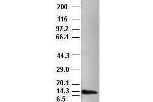 Western Blotting (WB) image for anti-Neurotrophin 4 (NTF4) (AA 81-210) antibody (ABIN1491680) (Neurotrophin 4 anticorps  (AA 81-210))