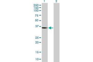 Western Blot analysis of PEX19 expression in transfected 293T cell line by PEX19 MaxPab polyclonal antibody. (PEX19 anticorps  (AA 1-299))