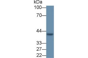 Detection of VEGFD in MCF7 cell lysate using Polyclonal Antibody to Vascular Endothelial Growth Factor D (VEGFD) (VEGFD anticorps  (AA 89-354))