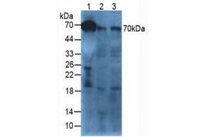 Figure. (Afamin anticorps  (AA 22-210))