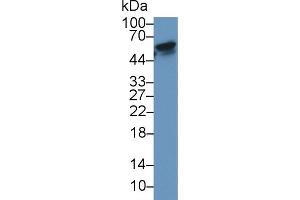 Western Blot; Sample: Human 293T cell lysate; Primary Ab: 3µg/ml Mouse Anti-Human RANk Antibody Second Ab: 0.