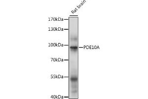 Western blot analysis of extracts of rat brain, using PDE10A antibody (ABIN7269297) at 1:1000 dilution. (PDE10A anticorps  (AA 23-200))