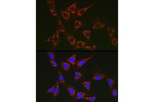 Immunofluorescence analysis of NIH/3T3 cells using SLC25 Rabbit pAb (ABIN1682768, ABIN3017839, ABIN3017840 and ABIN6220286) at dilution of 1:100 (40x lens).