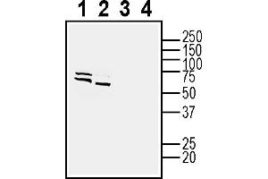 Western blot analysis of human K562 chronic myelogenous leukemia cell line lysate (lanes 1 and 3) and human  monocytic leukemia cell line lysate (lanes 2 and 4):1-2.