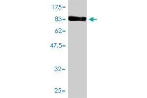 Western Blot detection against Immunogen (87.