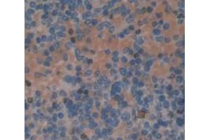 Figure. (Myeloperoxidase anticorps  (AA 139-252))