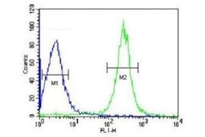 ANGPTL4 antibody flow cytometric analysis of HepG2 cells (green) compared to a negative control (blue).