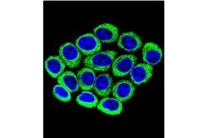 Confocal immunofluorescent analysis of CYP2B6 Antibody (Center) Cat.