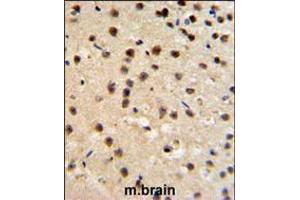 FKBP10 Antibody IHC analysis in formalin fixed and paraffin embedded mouse brain tissue followed by peroxidase conjugation of the secondary antibody and DAB staining.