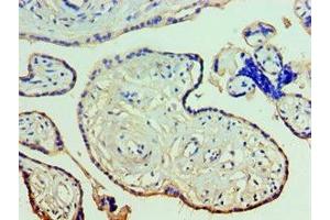 Immunohistochemistry of paraffin-embedded human placenta tissue using ABIN7144263 at dilution of 1:100 (Annexin A11 anticorps  (AA 276-505))