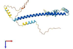 AlphaFold protein structure predicition of Human Recombinant CLTB Protein, UniprotID P09497