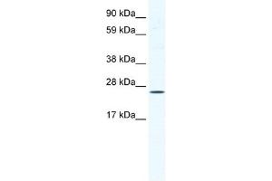BRF1 antibody (20R-1153) used at 2.