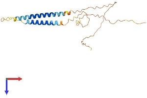AlphaFold protein structure predicition of Mouse Recombinant Nrsn2 Protein, UniprotID Q5HZK2