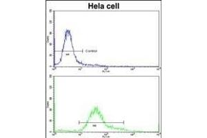 Flow cytometric analysis of hela cells using IT Antibody (C-term)(bottom histogram) compared to a negative control cell (top histogram)FITC-conjugated goat-anti-rabbit secondary antibodies were used for the analysis. (IMMT anticorps  (C-Term))