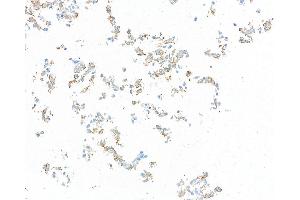 Immunocytochemistry (ICC) image for anti-CD80 (CD80) (AA 37-245) antibody (ABIN7449358) (Recombinant CD80 anticorps  (AA 37-245))