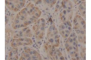 IHC-P analysis of Human Liver Tissue, with DAB staining. (Manic Fringe anticorps  (AA 80-316))