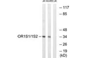 Western blot analysis of extracts from Jurkat/HuvEc cells, using OR1S1/1S2 Antibody.