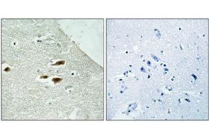 Immunohistochemistry analysis of paraffin-embedded human brain tissue using Period Circadian Protein 2 (Phospho-Ser662) antibody.