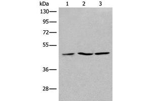 Western blot analysis of 293T Jurkat and Raji cell lysates using RPL3 Polyclonal Antibody at dilution of 1:400 (RPL3 anticorps)