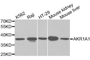 Western blot analysis of extracts of various cell lines, using AKR1A1 antibody (ABIN5970427) at 1/1000 dilution. (AKR1A1 anticorps)