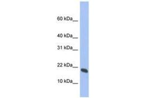 Image no. 1 for anti-Glia Maturation Factor, gamma (GMFG) (AA 35-84) antibody (ABIN6744319) (GMFG anticorps  (AA 35-84))