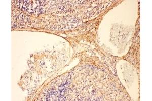 IHC-P: C5a antibody testing of rat spleen tissue