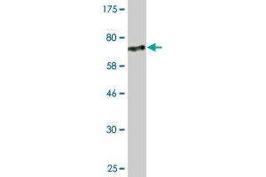 Western Blot detection against Immunogen (76.