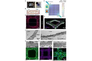 Characterization of 3D brain microvessels.