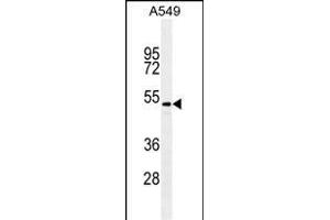 TGFB2/M antibody (ABIN659106 and ABIN2838086) western blot analysis in A549 cell line lysates (35 μg/lane). (TGFB2 anticorps)