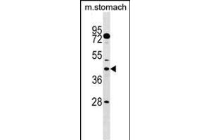 DUSP6 Antibody (N-term) (ABIN1539487 and ABIN2849153) western blot analysis in mouse stomach tissue lysates (35 μg/lane).