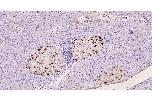 Paraformaldehyde-fixed, paraffin embedded Rat pancreas; Antigen retrieval by boiling in sodium citrate buffer (pH6.