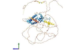 AlphaFold protein structure predicition of Mouse Recombinant Akap8l Protein, UniprotID Q9R0L7