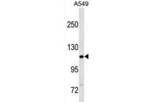 GTF2IRD2B Antibody (C-term) (ABIN1881397 and ABIN2838630) western blot analysis in A549 cell line lysates (35 μg/lane). (GTF2IRD2B anticorps  (C-Term))