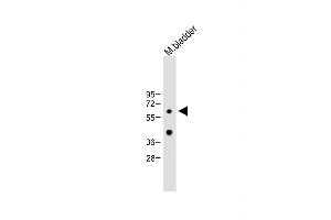 Anti-MET10 Antibody (C-term) at 1:2000 dilution + Mouse bladder lysate Lysates/proteins at 20 μg per lane. (MET10 (AA 444-472), (C-Term) anticorps)
