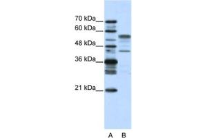 Western Blotting (WB) image for anti-Basic Leucine Zipper Nuclear Factor 1 (BLZF1) antibody (ABIN2461702) (BLZF1 anticorps)