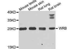 Western blot analysis of extracts of various cells, using WRB antibody. (WRB anticorps)