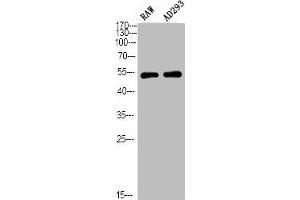 Western Blot analysis of RAW AD293 using Phospho-PTEN (S380/T382/T383) Polyclonal Antibody (PTEN anticorps  (pSer380, pThr382, pThr383))