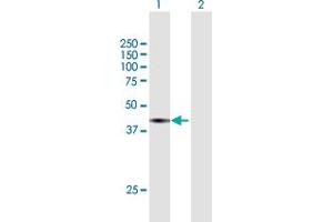 Western Blot analysis of SEC13 expression in transfected 293T cell line by SEC13 MaxPab polyclonal antibody.