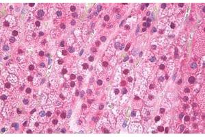 Anti-FTO antibody IHC staining of human adrenal cortex. (FTO anticorps)