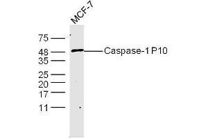 MCF-7 Cells lysates probed with Caspase-1 P10 Polyclonal Antibody, unconjugated  at 1:300 overnight at 4°C followed by a conjugated secondary antibody at 1:10000 for 60 minutes at 37°C. (Caspase 1 (p10) anticorps  (AA 320-404))