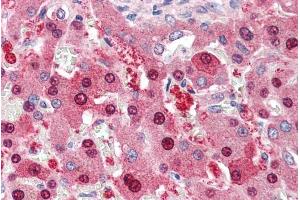 ABIN184821 (5µg/ml) staining of paraffin embedded Human Liver.