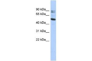 Western Blotting (WB) image for anti-Calpain 10 (CAPN10) antibody (ABIN2459529) (CAPN10 anticorps)