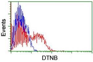 Flow Cytometry (FACS) image for anti-Dystrobrevin, beta (DTNB) antibody (ABIN1497915)