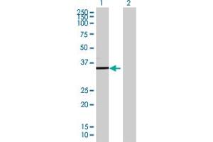 Western Blot analysis of TSFM expression in transfected 293T cell line ( H00010102-T01 ) by TSFM MaxPab polyclonal antibody.