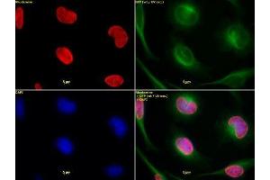 Histone H3 dimethyl Lys9 antibody tested by immunofluorescence. (Histone 3 anticorps  (H3K9me2))