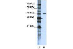 WB Suggested Anti-PPP1R8  Antibody Titration: 1.