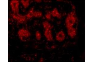anti-Tripartite Motif Containing 5 (TRIM5) (C-Term) antibody